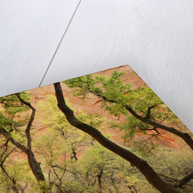 Cottonwood Trees by Anonymous