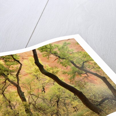 Cottonwood Trees by Anonymous