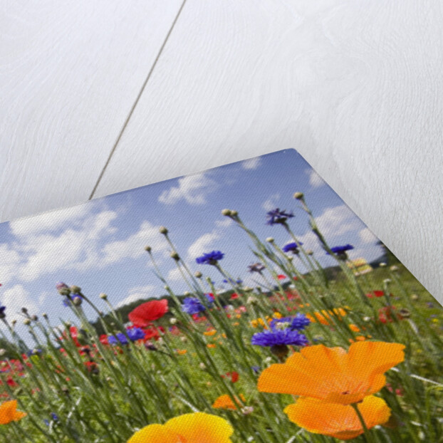 Wild Flowers in Meadow by Anonymous