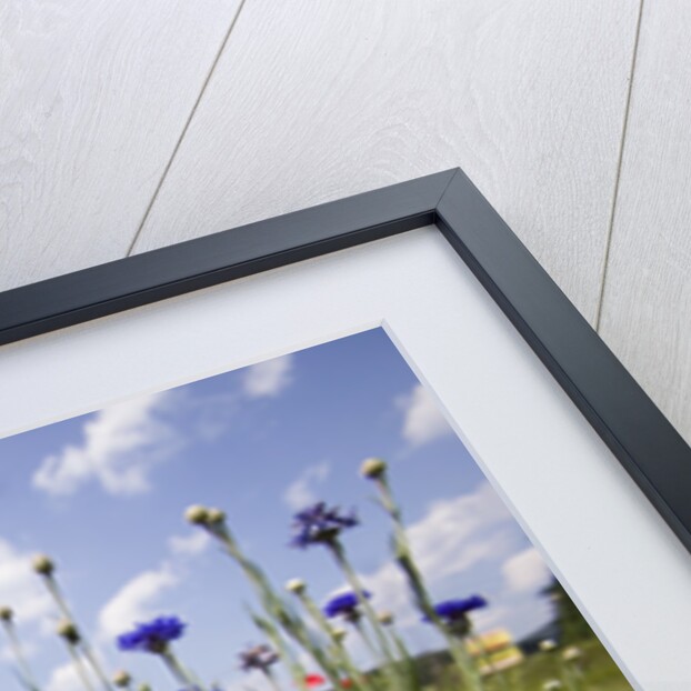 Wild Flowers in Meadow by Anonymous