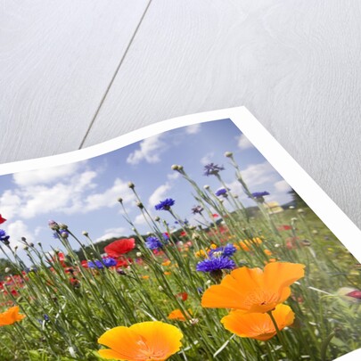 Wild Flowers in Meadow by Anonymous