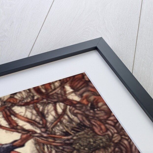 Little Red Riding Hood Illustration by Charles Robinson