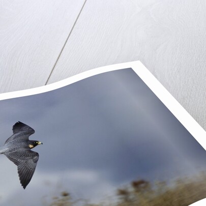 Peregrine Falcon in Flight by Anonymous