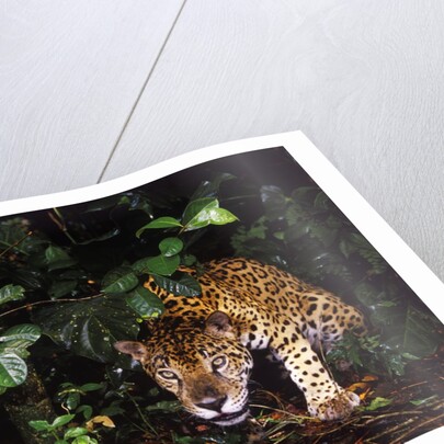 Jaguar in Rainforest by Anonymous