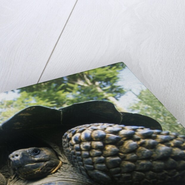 300 Pound Wild Galapagos Tortoise by Anonymous