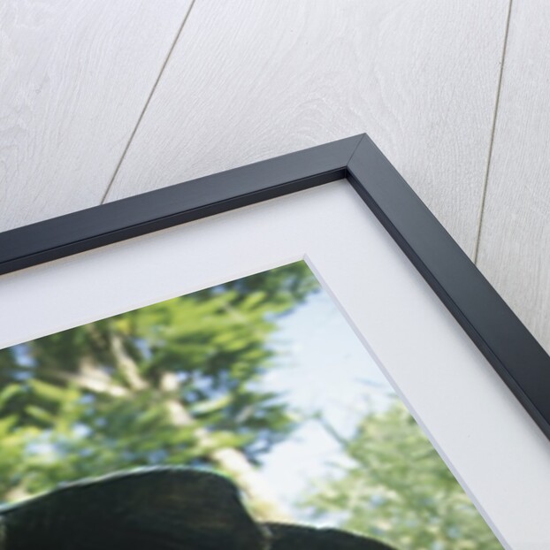 300 Pound Wild Galapagos Tortoise by Anonymous