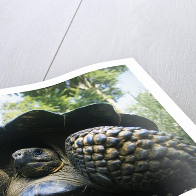 300 Pound Wild Galapagos Tortoise by Anonymous