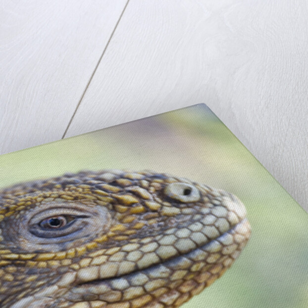 Close-up of Land Iguana by Anonymous