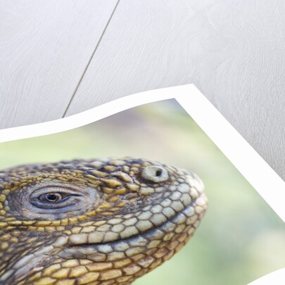Close-up of Land Iguana by Anonymous
