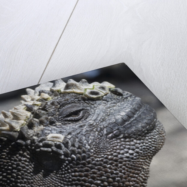 Close-up of Red Marine Iguana by Anonymous