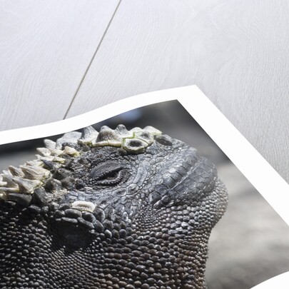 Close-up of Red Marine Iguana by Anonymous