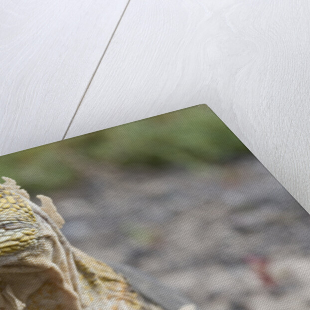 Close-up of Land Iguana by Anonymous