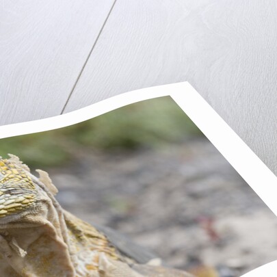 Close-up of Land Iguana by Anonymous