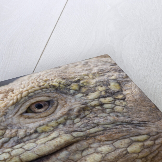 Close-up of Land Iguana by Anonymous