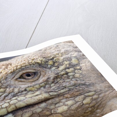 Close-up of Land Iguana by Anonymous