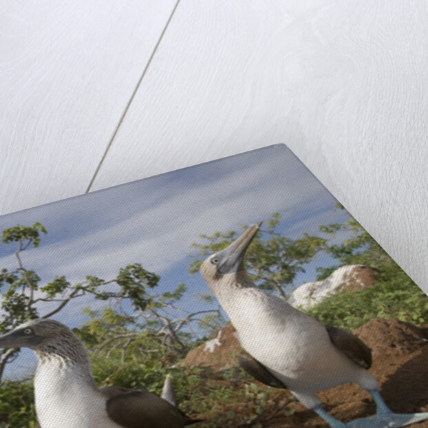 Pair of Blue-Footed Boobies by Anonymous