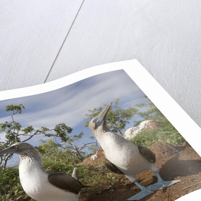 Pair of Blue-Footed Boobies by Anonymous