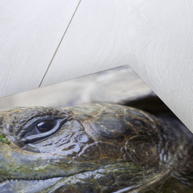 Close-up of Giant Tortoise Head by Anonymous
