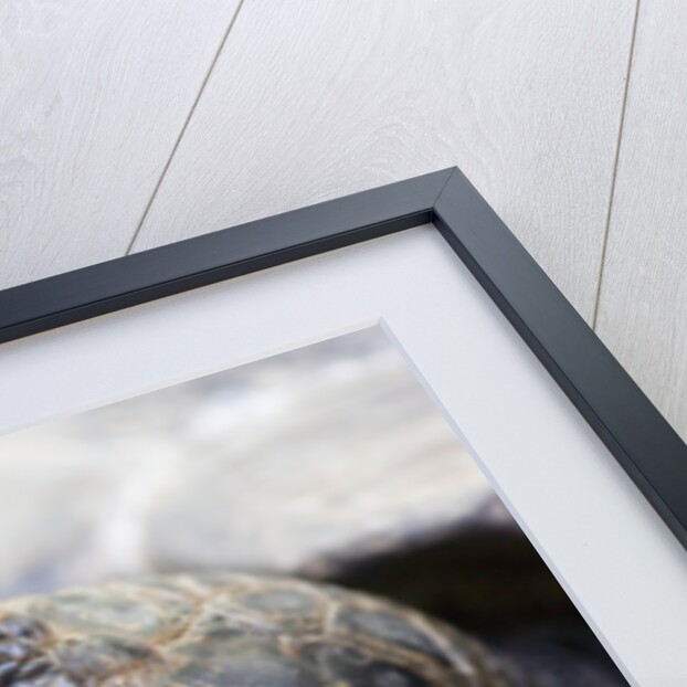 Close-up of Giant Tortoise Head by Anonymous