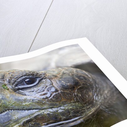 Close-up of Giant Tortoise Head by Anonymous
