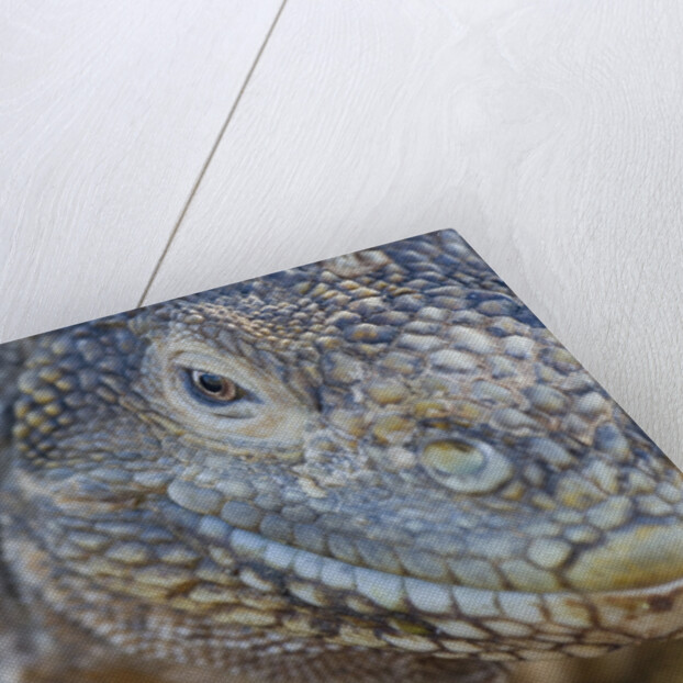 Close-up of Land Iguana by Anonymous