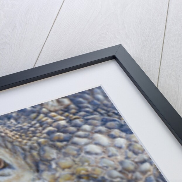 Close-up of Land Iguana by Anonymous