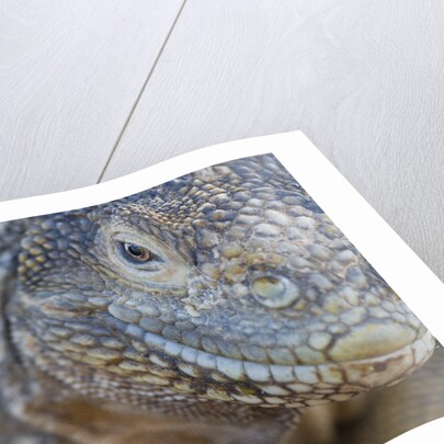 Close-up of Land Iguana by Anonymous