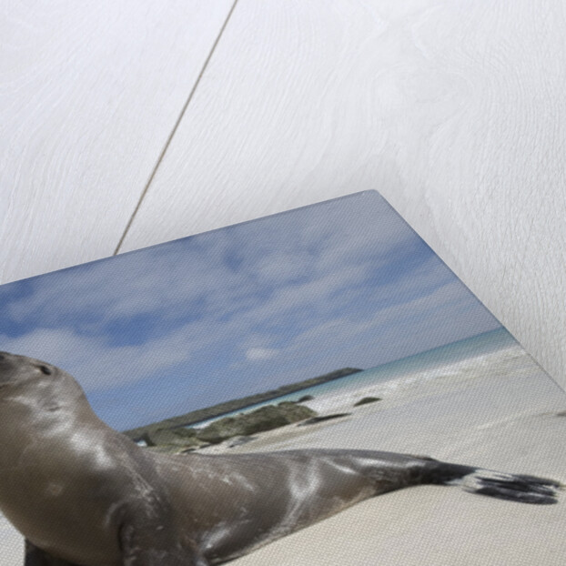 Galapagos Sea Lions by Anonymous