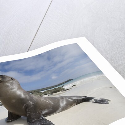 Galapagos Sea Lions by Anonymous