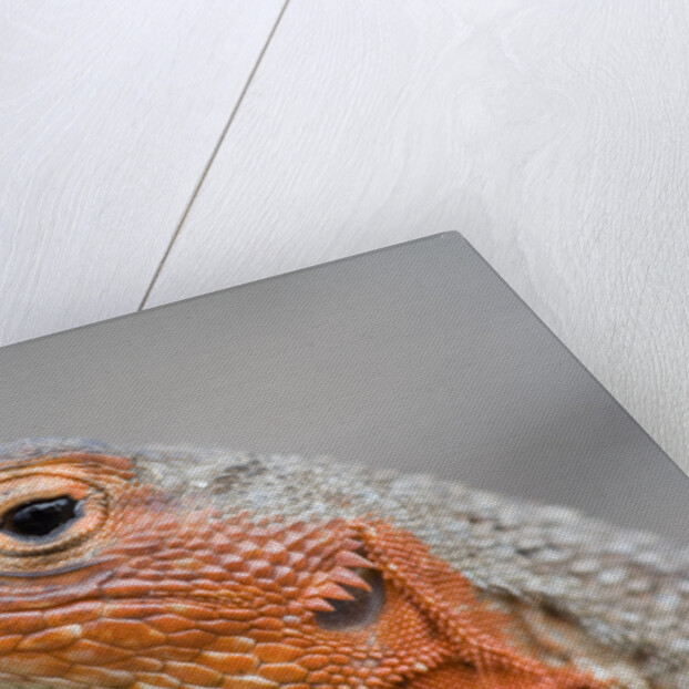 Close-up of Lava Lizard by Anonymous