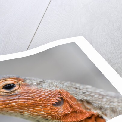 Close-up of Lava Lizard by Anonymous