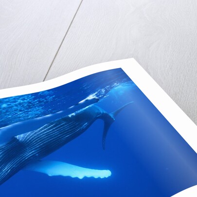 Humpback Whale by Anonymous