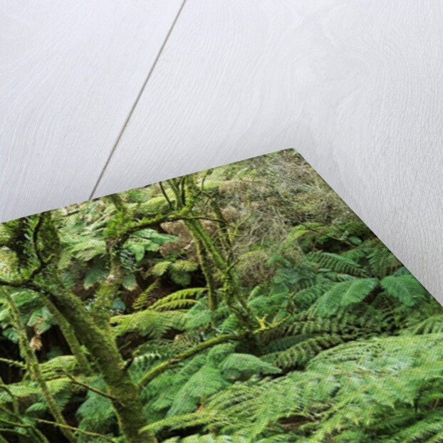 Temperate Rain Forest in Australia's Otway Range by Anonymous