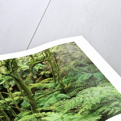 Temperate Rain Forest in Australia's Otway Range by Anonymous