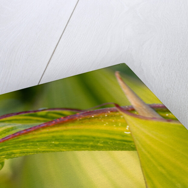 Water Droplet on a Leaf by Anonymous