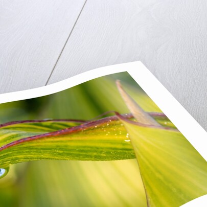 Water Droplet on a Leaf by Anonymous