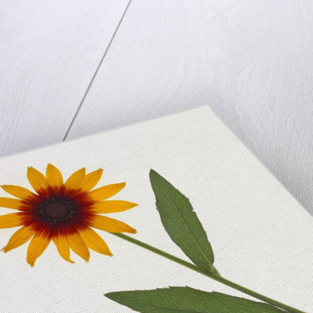 Black-Eyed Susan by Anonymous