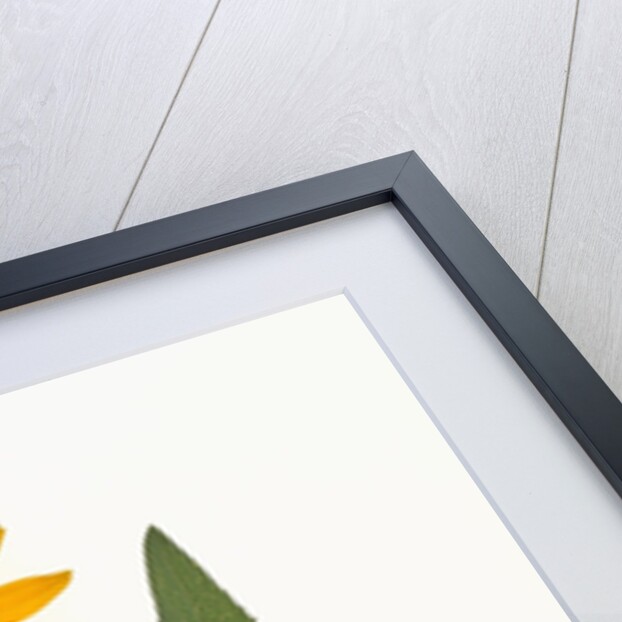 Black-Eyed Susan by Anonymous