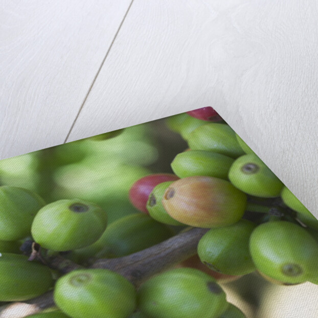 Flower and Coffee Cherries by Anonymous