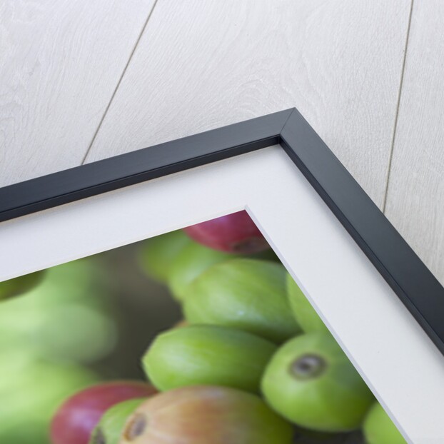 Flower and Coffee Cherries by Anonymous