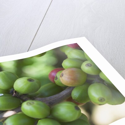 Flower and Coffee Cherries by Anonymous