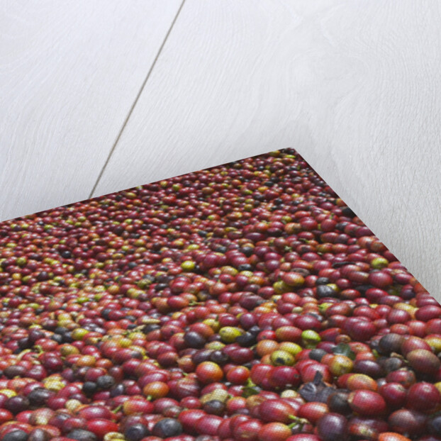 Coffee Cherries by Anonymous