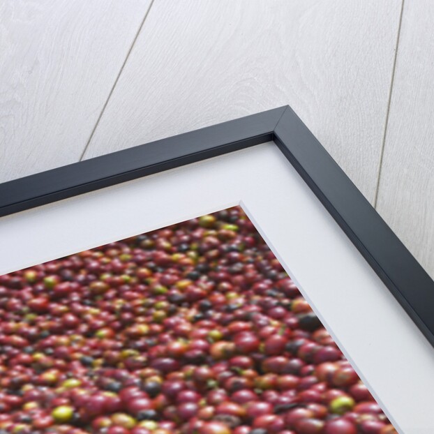 Coffee Cherries by Anonymous