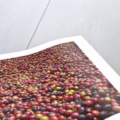 Coffee Cherries by Anonymous