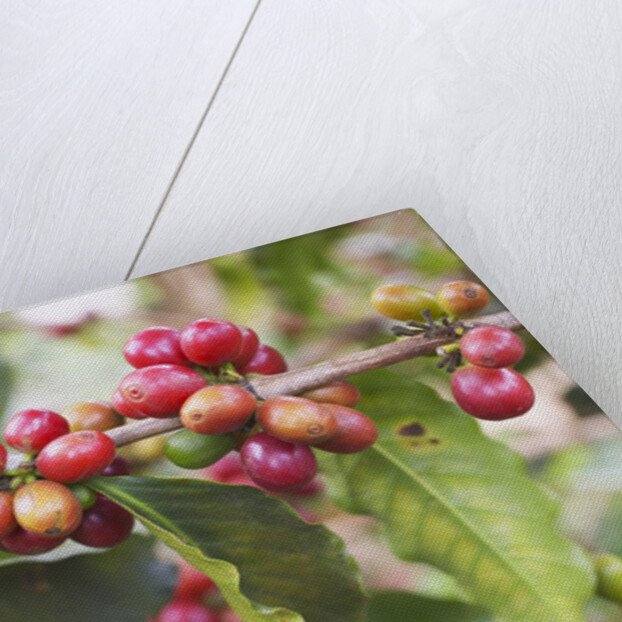 Coffee Cherries by Anonymous