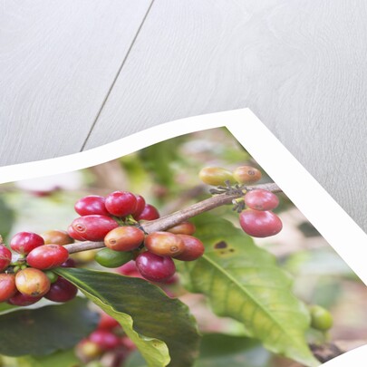 Coffee Cherries by Anonymous