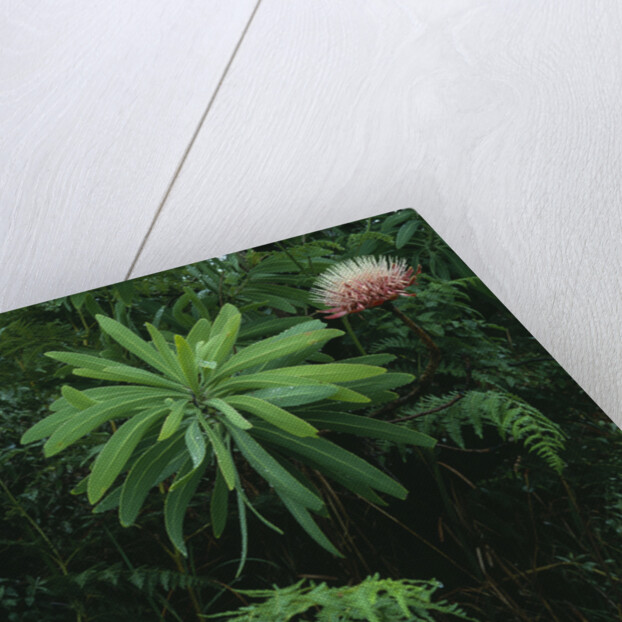 Protea Plant by Anonymous