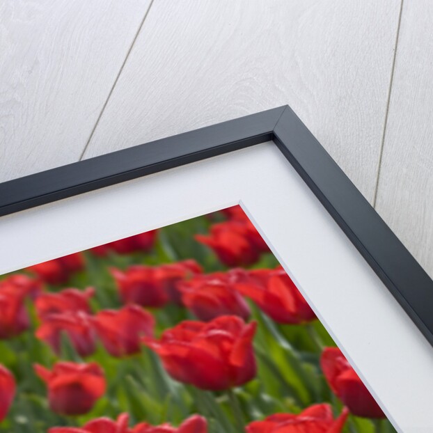 Oscar Tulips and Jack Snipe Narcissus by Anonymous