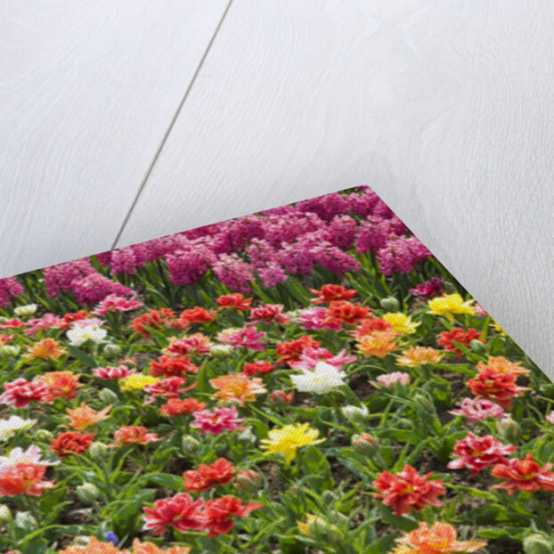 Rows of Flowers in Keukenhof Gardens by Anonymous