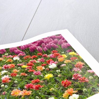 Rows of Flowers in Keukenhof Gardens by Anonymous
